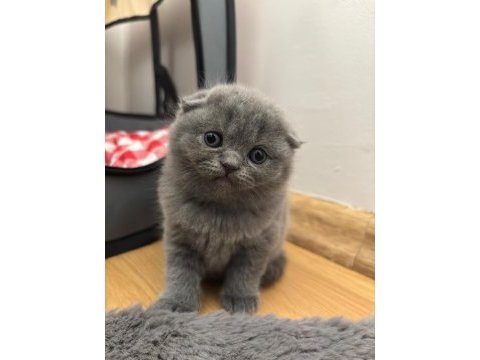 British ve scottish fold dişi kedimiz