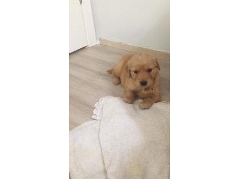A kalite yavrularımız ırk sağlık garantilidir golden