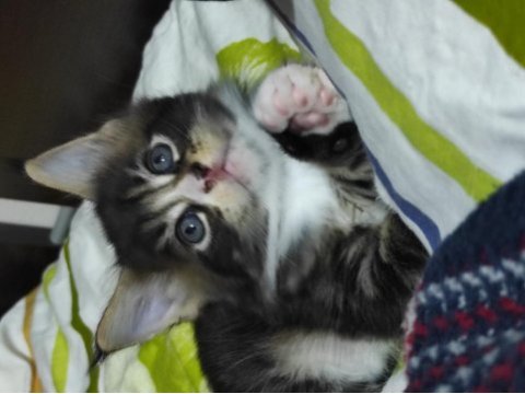 Gift of kings cattery maine coon yavrular