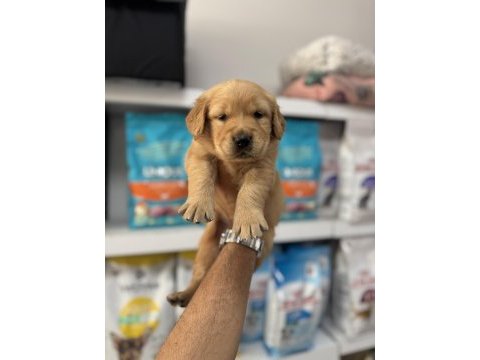Golden retriever bebekler