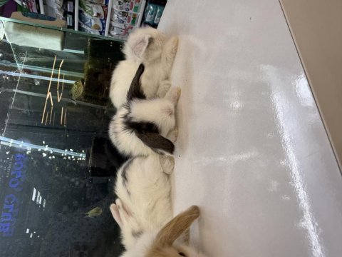 Hollanda lop tavşan yavruları citypetshop