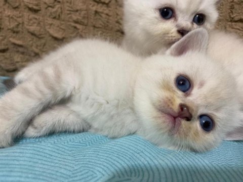 Scottish straight ve scottish fold cinsi yavrularım