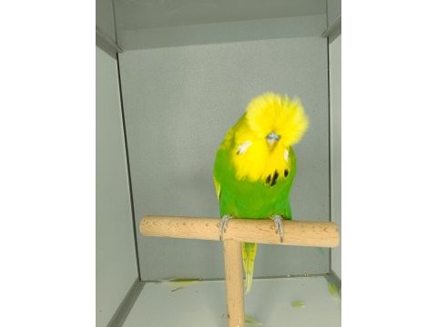 Show jumbo muhabbet kuşu