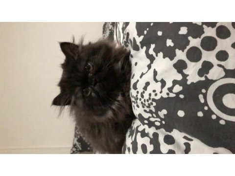 Exotic shorthair ankara