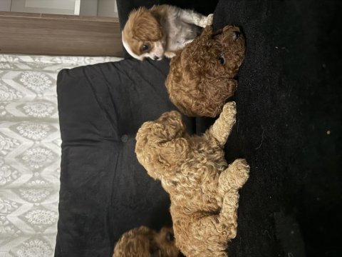 Anne altından maltipoo