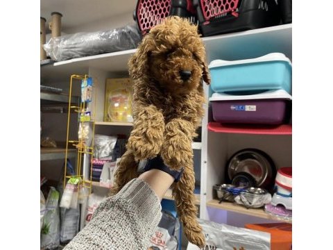 Toy poodle köpekler için ulaşın