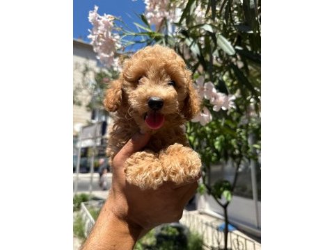 Orjinal apricot yavru poodle