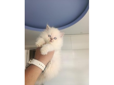 Brıtısh longhaır güzeller güzeli yavrularım 