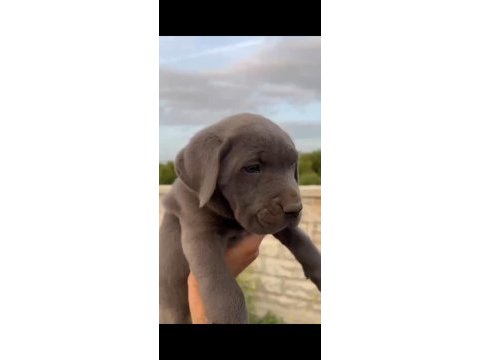 Cane corso yavrularımız hazır