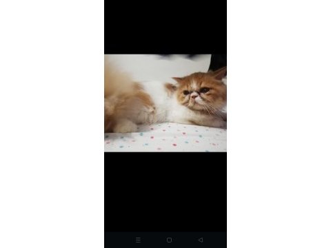 1 yaşında tatlış exotic shorthair