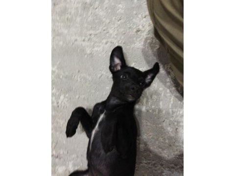 Minyatür pinscher