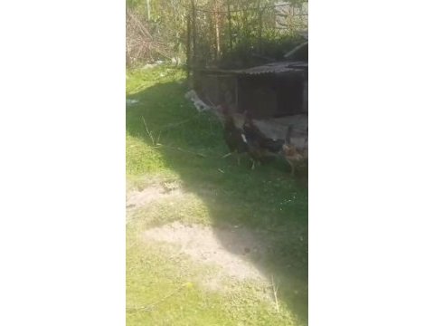 4+2 hint tavuğu isteyene gider