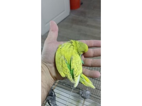 Alıştırmalık şov muhabbet kuşu yavrular
