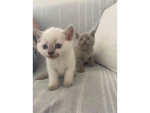 3 beyaz 1 gri british yavruları