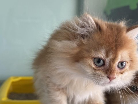 En güzel british longhair ve shorthair yavrularımız