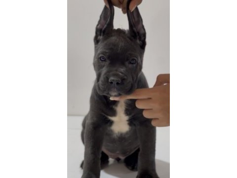 Harika anatomi cane corso yavrular