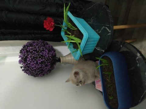 British shorthair 2 aylık