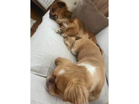 Pekinez dişi erkek