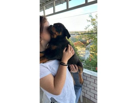 2.5 aylık safkan dişi rottweiler yavrum