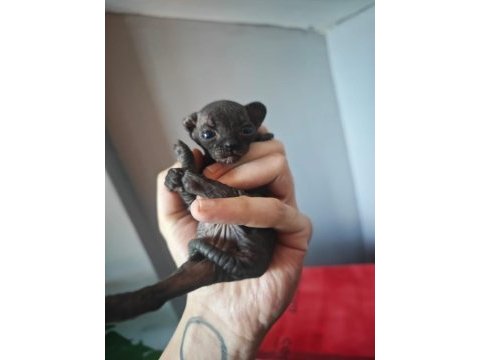 Sfenks yavrularım için yeni yuvalar