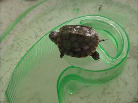 Bebek su kaplumbağası