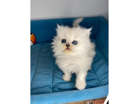British longhair yavrularım