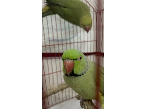 Yarı alışık konuşan erkek