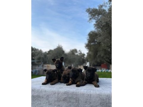 Muhteşem belçika malinois yavrularımız