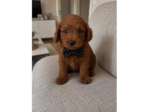Küçük yakışıklı poodle