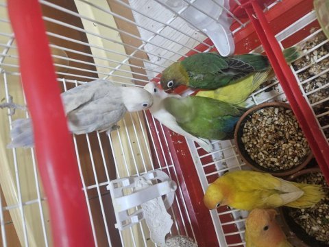 Sevda ve cennet papağanı