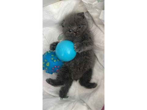 Yavru british shorthair