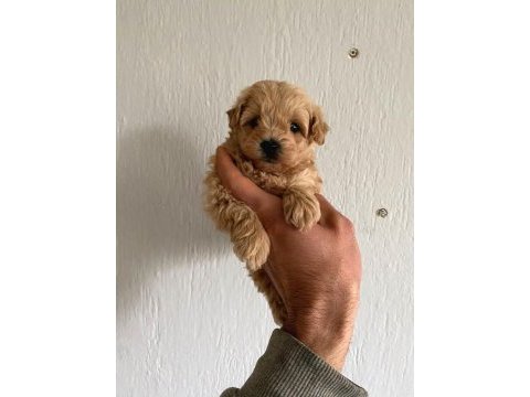 Mükemmel kalite maltipoo bebekler