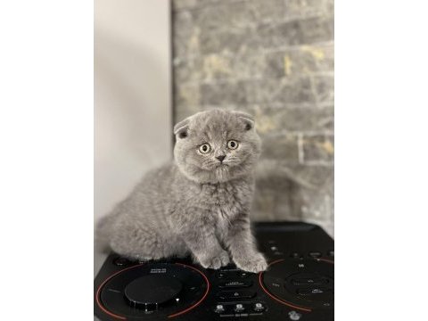 Dünya tatlısı scottish fold yavrularımız 