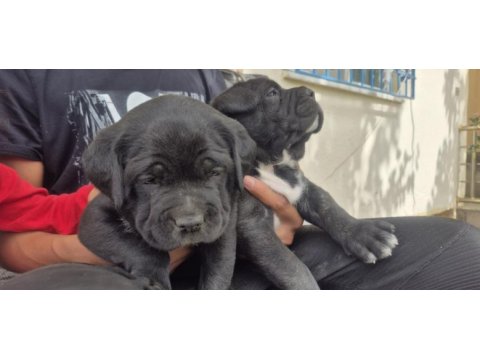 Cane corso yavruları