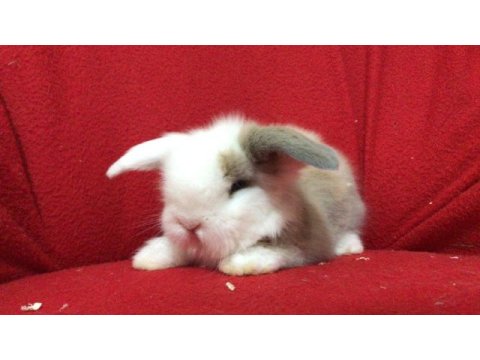 Üst kalite lop ve cüce yavru tavşanlarımız