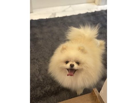 Teddy surat scr ve pasaportlu pomeranian