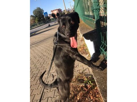 Çok akıllı bir labrador köpeği