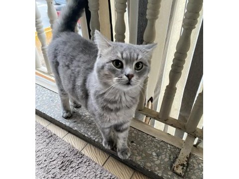 British shorthair 3 yaşında
