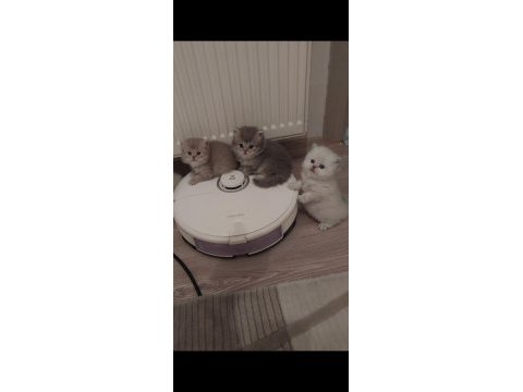 British longhair kedisi