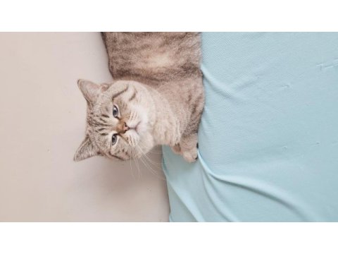 British blue point erkek shorthair