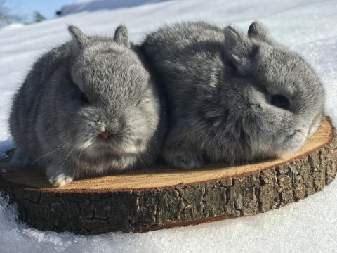 Cüce bebeklerimiz (chinchilla)