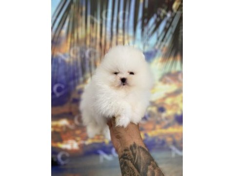 Pomeranian kar topları hazır