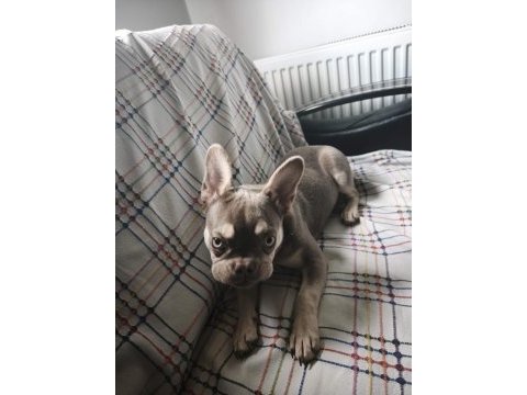Oyuncu yavru french bulldog