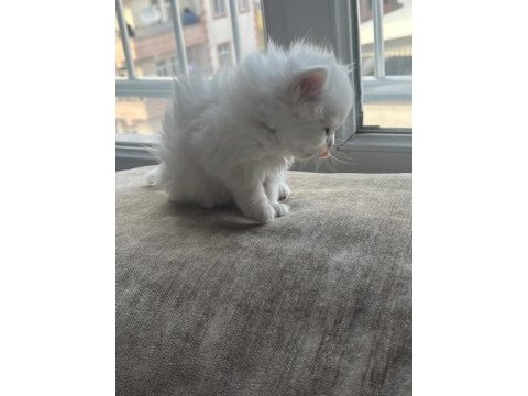 British longhair yavru