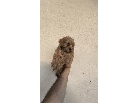 Maltipoo cinsi yavrular