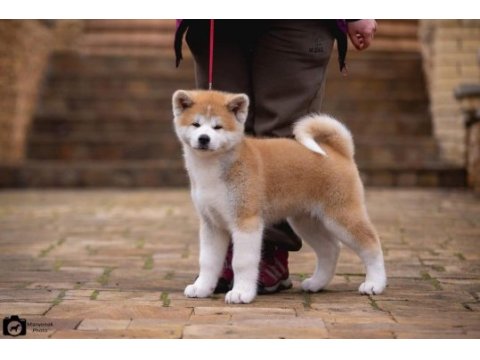 Japon akita yavruları sağlık ve ırk garantili 