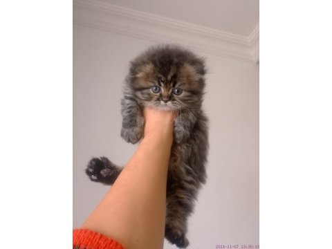 Tatlı bir erkek bebiş scottish fold