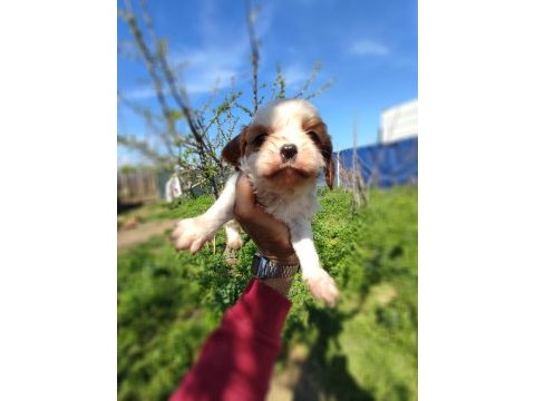 Cavalier king charles baby