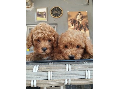 Standart poodle efsane bebekler