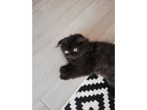 Siyah british longhair
